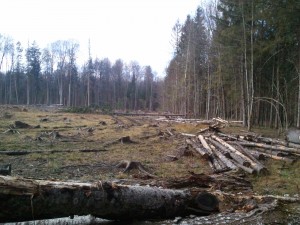В Калужской области подведены итоги работы по борьбе с незаконными рубками в 2014 году
